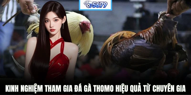 Kinh nghiệm tham gia đá gà Thomo hiệu quả từ chuyên gia